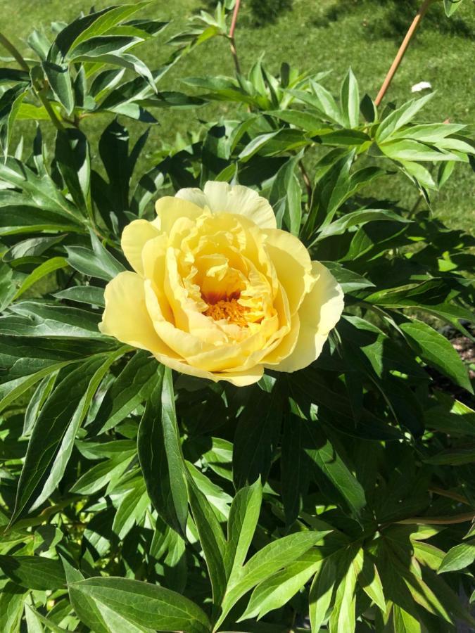 Hotel Hamptons Rose Garden Family! YYC Exterior foto