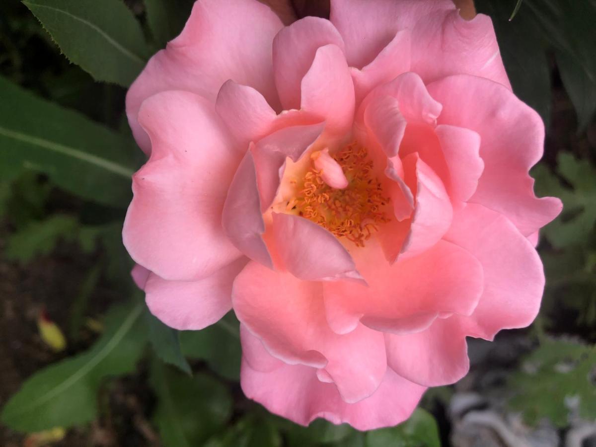 Hotel Hamptons Rose Garden Family! YYC Exterior foto